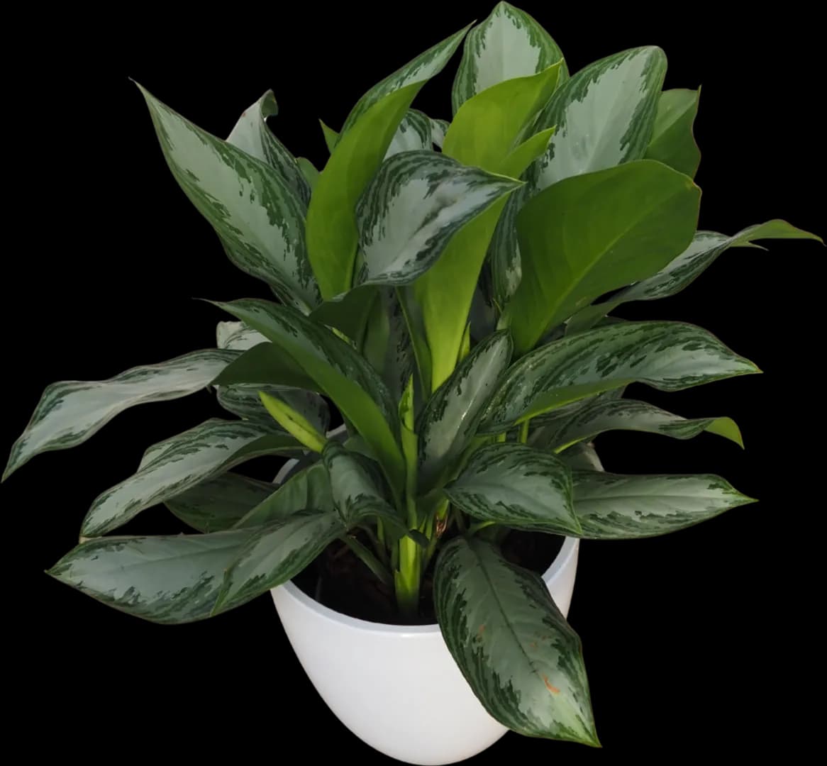 AGLAONEMA SILVER BAY