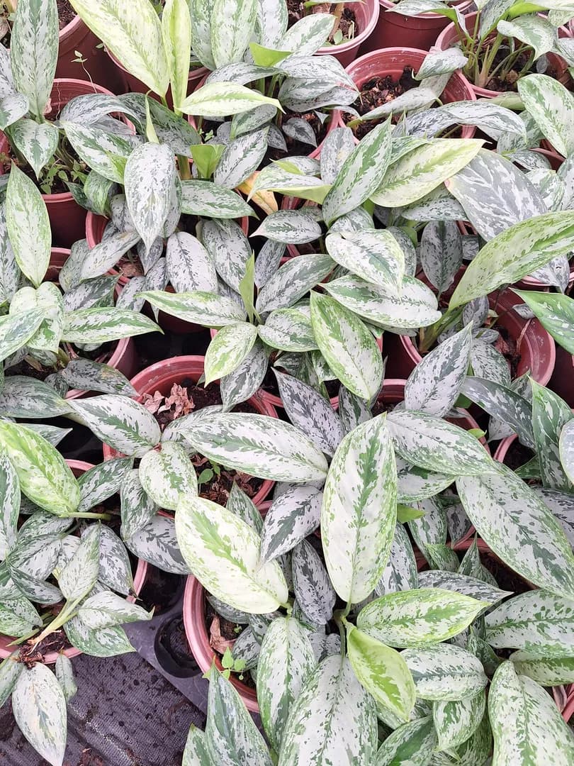 AGLAONEMA SILVER FROST