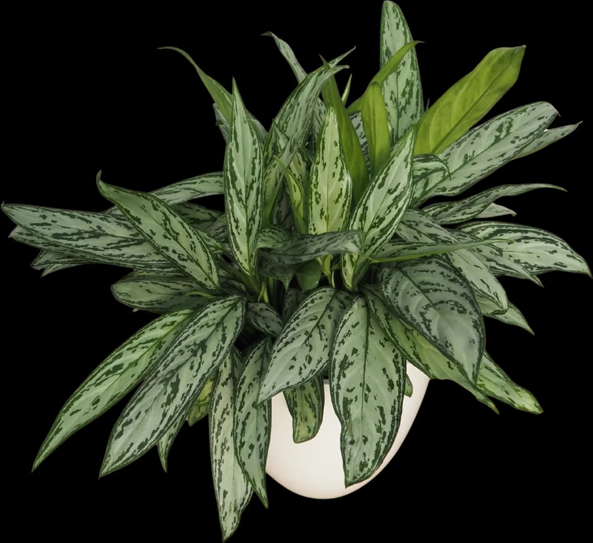 AGLAONEMA SILVER QUEEN