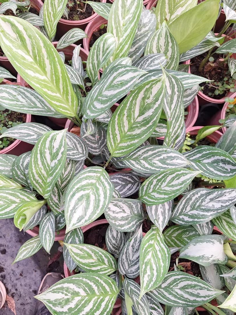 AGLAONEMA STRIPES