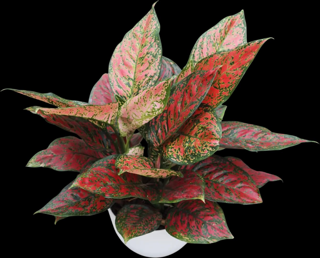 AGLAONEMA RUBY RAY