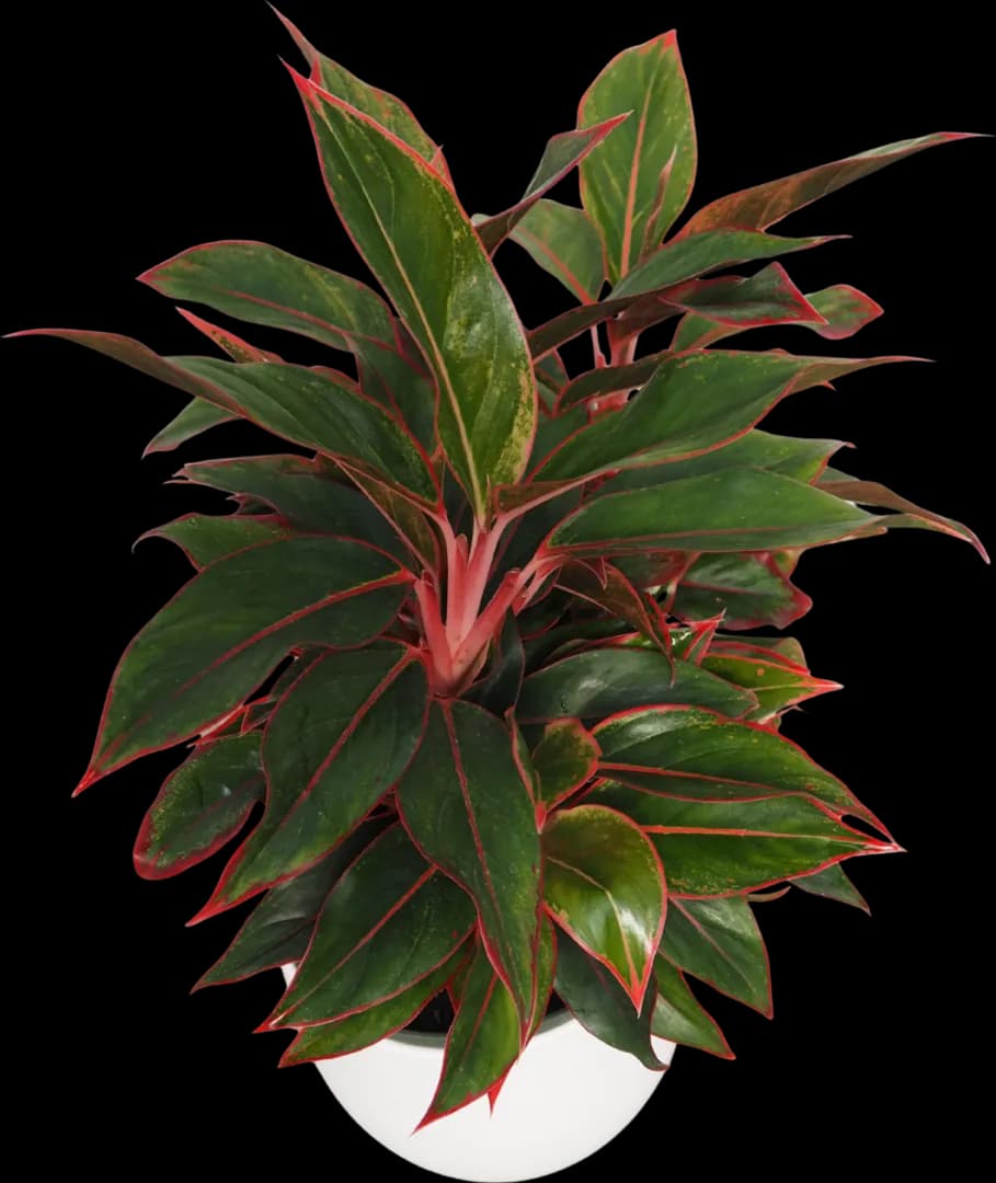 AGLAONEMA JASPER JONES