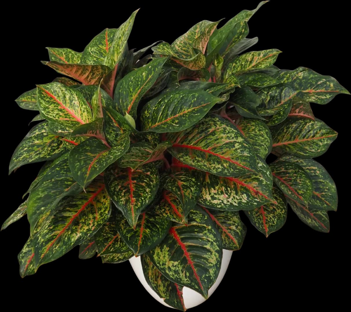 AGLAONEMA JAZZED GEMS CROSBYS CHRISTMAS PP33,645