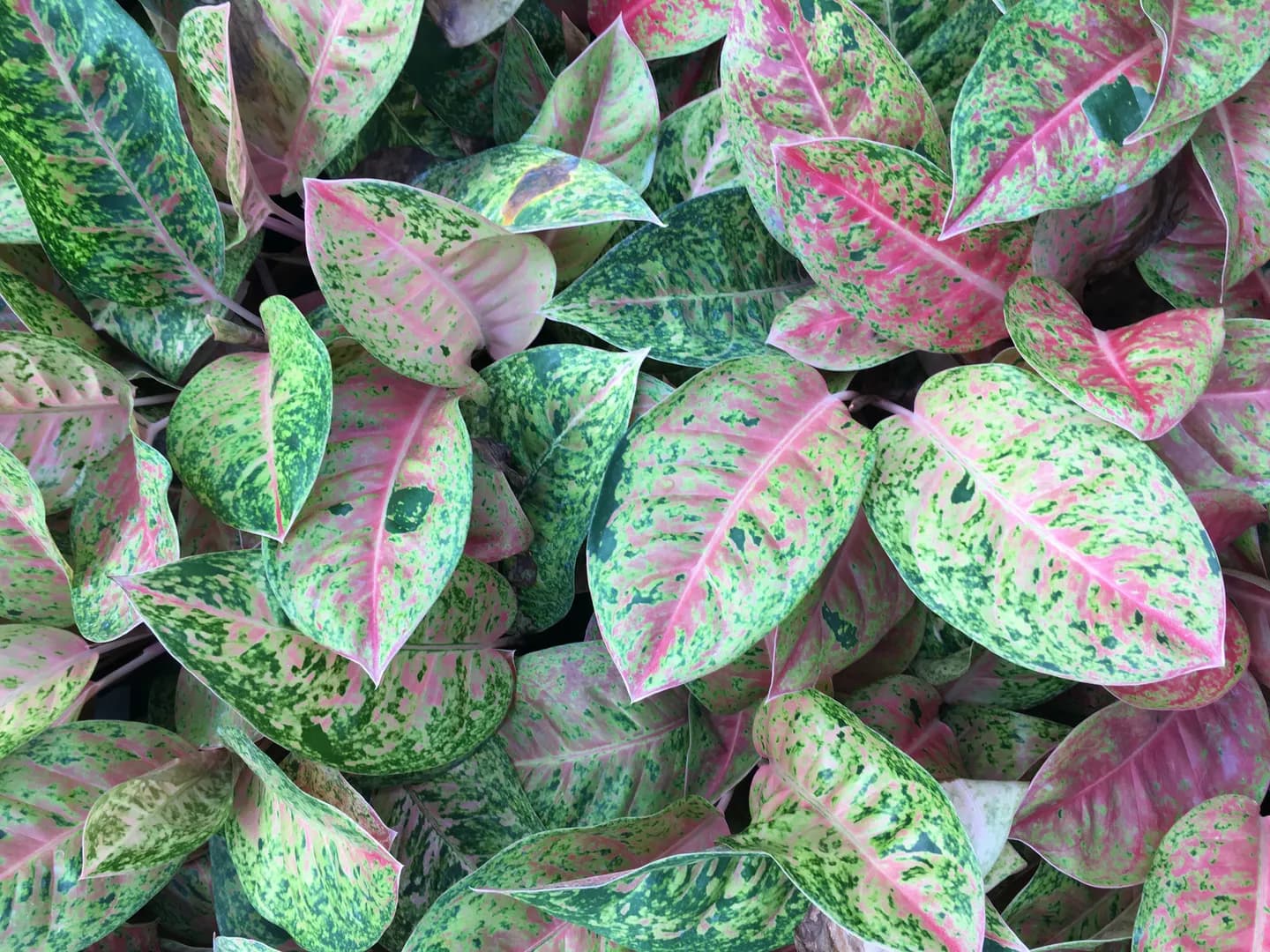 AGLAONEMA JAZZED GEMS DIZZY DIAMOND