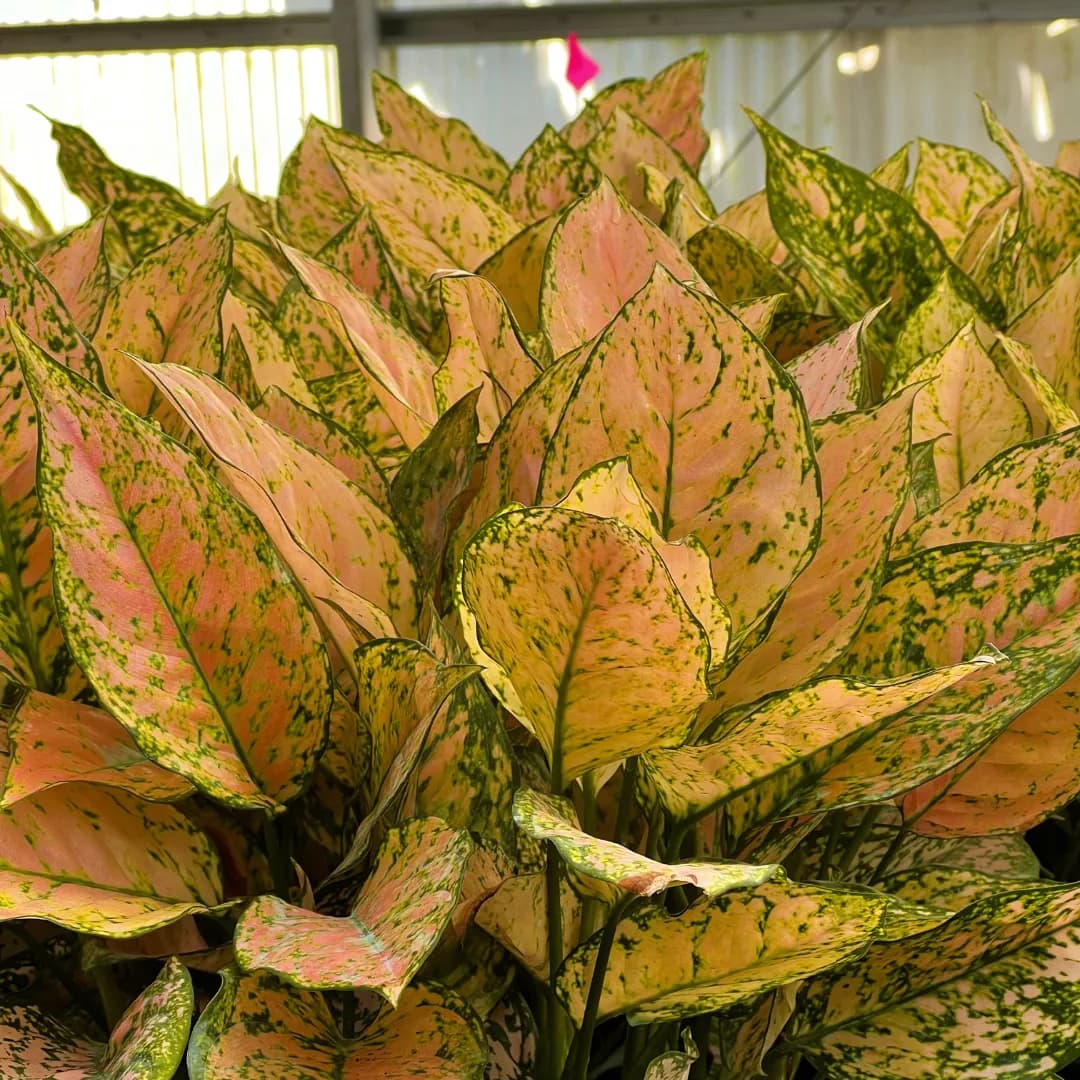 AGLAONEMA JAZZED GEMS ETTA ROSE