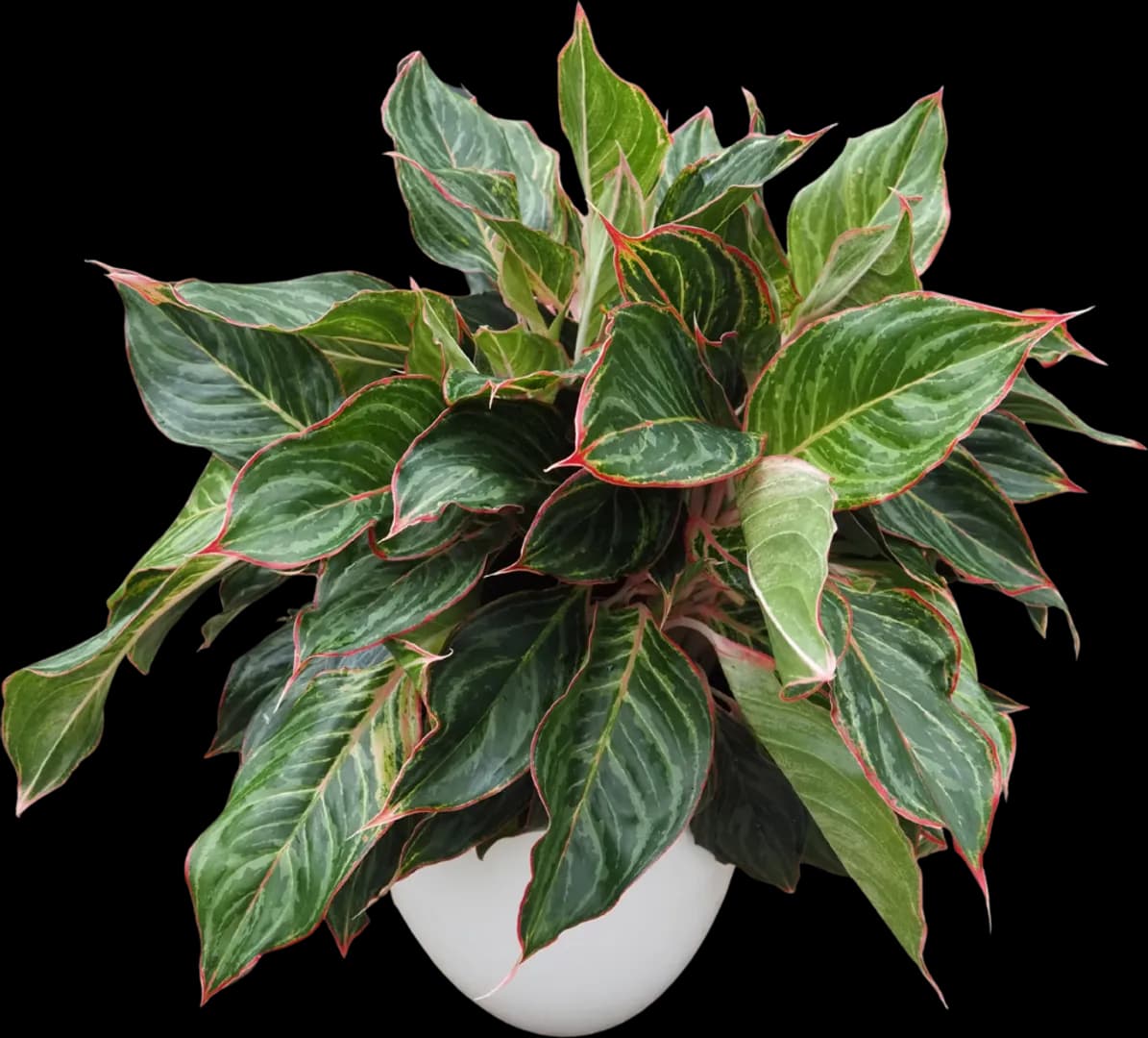 AGLAONEMA JAZZED GEMS MOONSTONE MILES