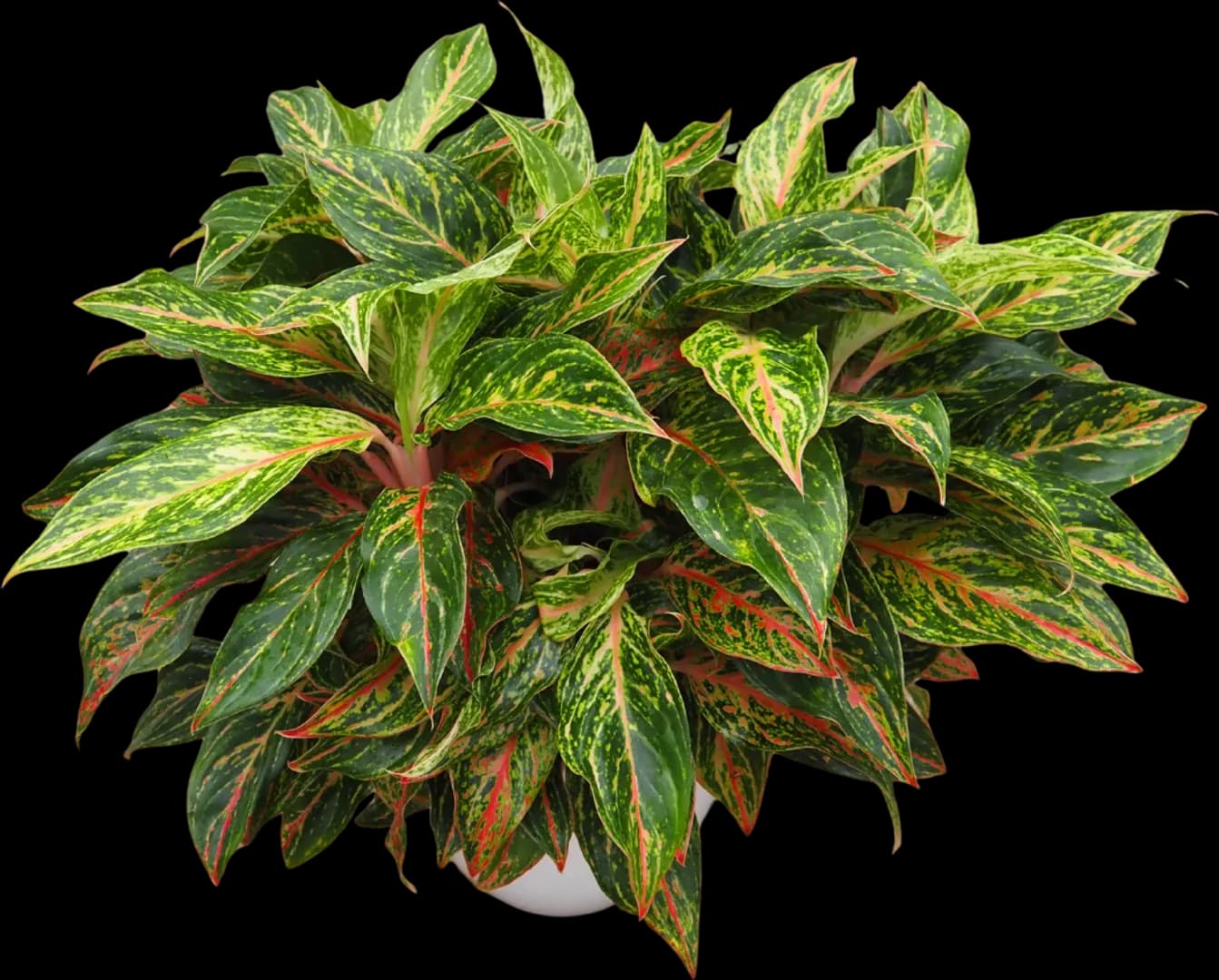 AGLAONEMA JAZZED GEMS SPARKLING SARAH