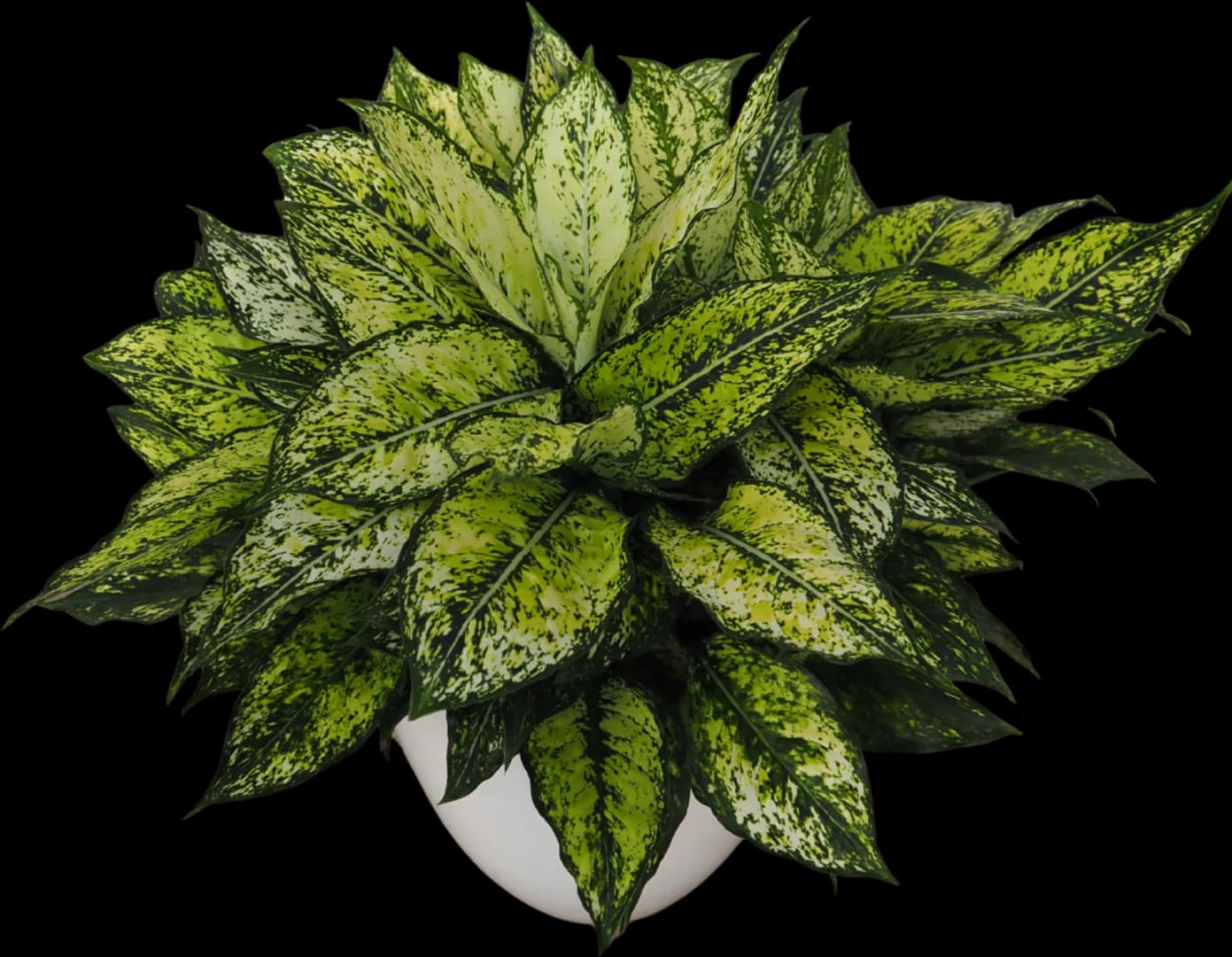 AGLAONEMA JAZZED GEMS WINTRY WINEHOUSE