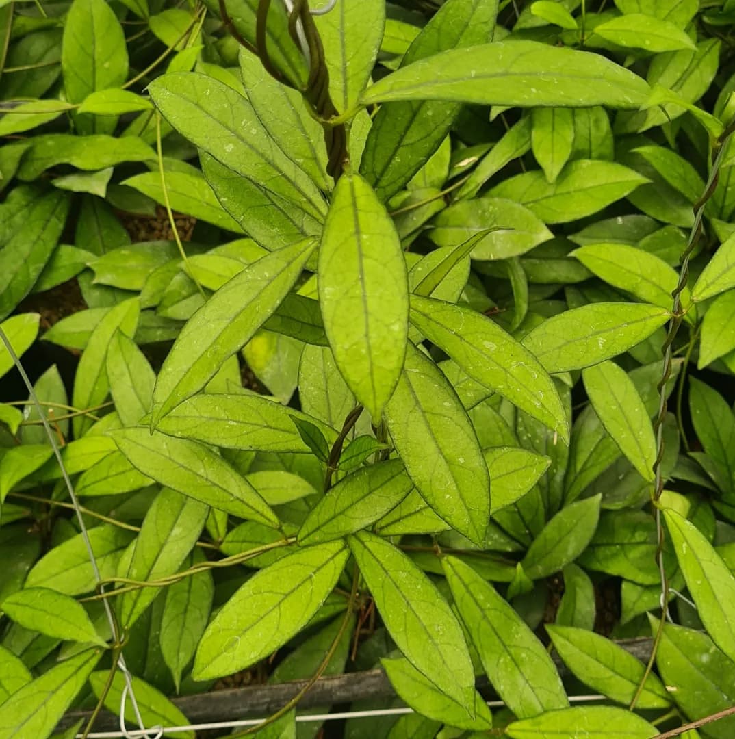 HOYA CRASSIPETIOLATA