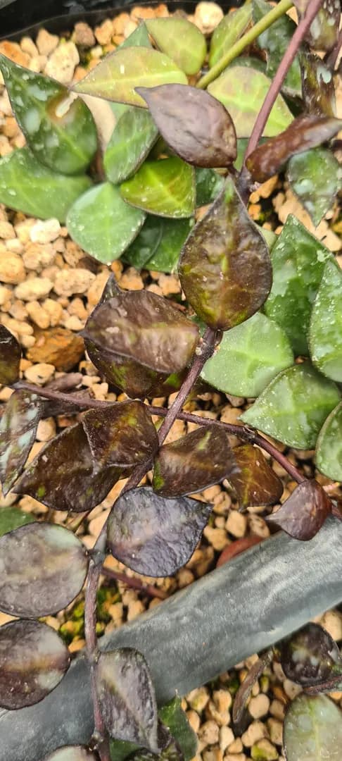 HOYA KROHNIANA BLACK