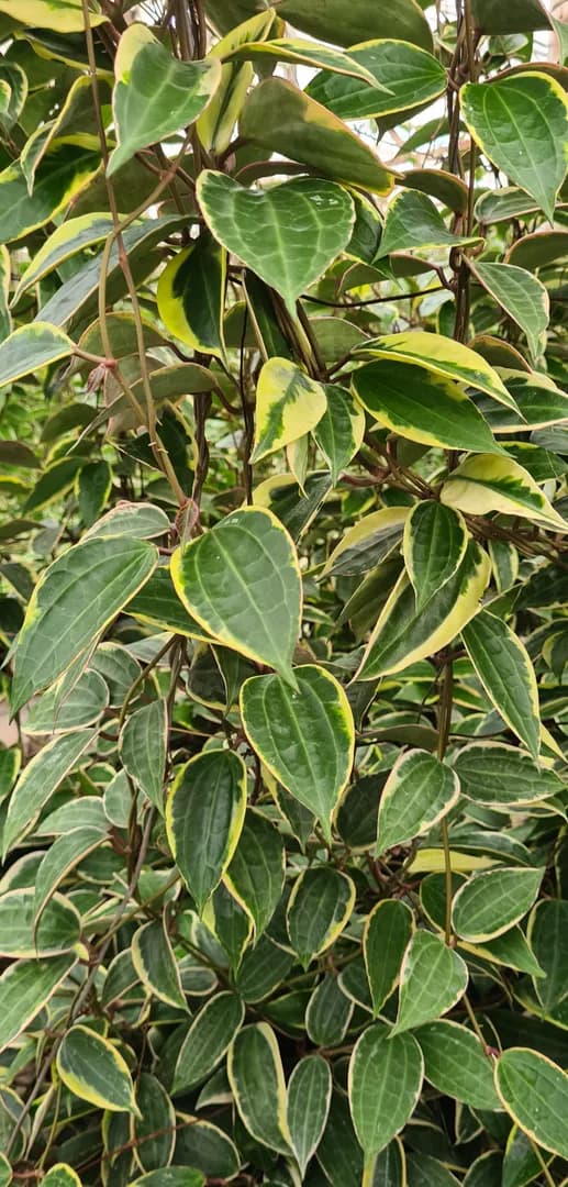 HOYA MACROPHYLLA ALBOMARGINATA