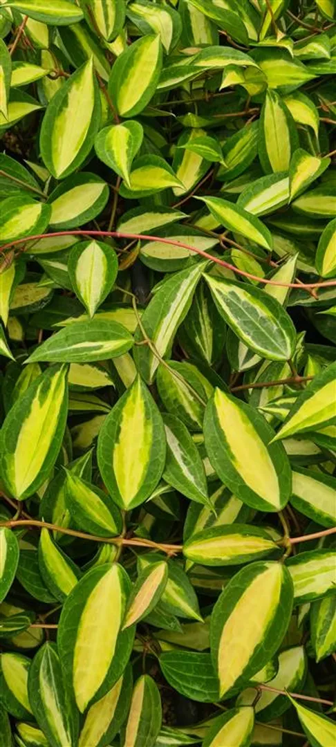 HOYA MACROPHYLLA POT OF GOLD