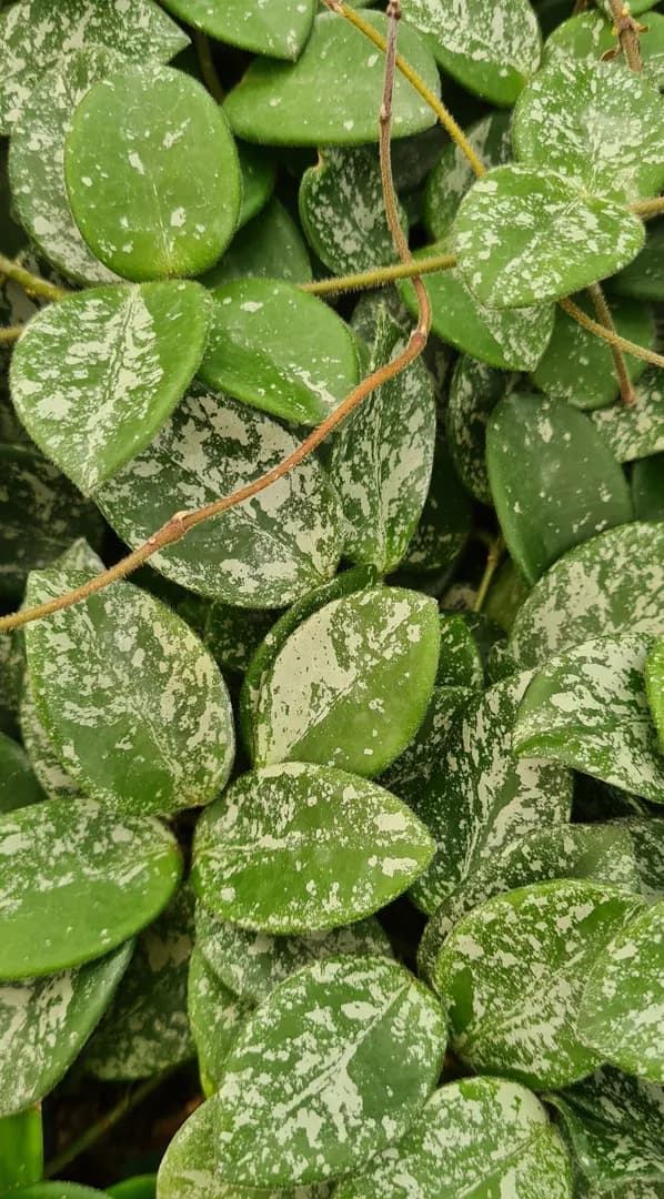 HOYA MATHILDE SPLASH