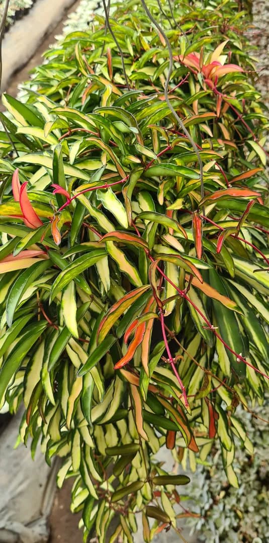 HOYA WAYETTII TRICOLOR