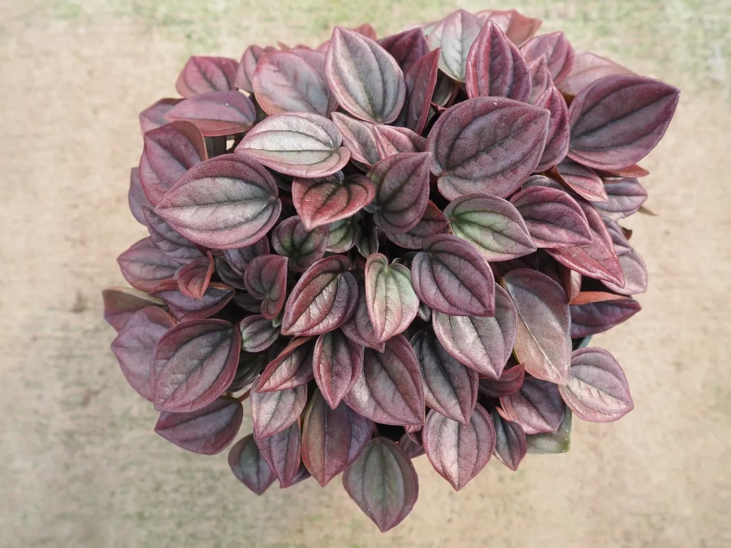 PEPEROMIA CAPERATA CAYENNE