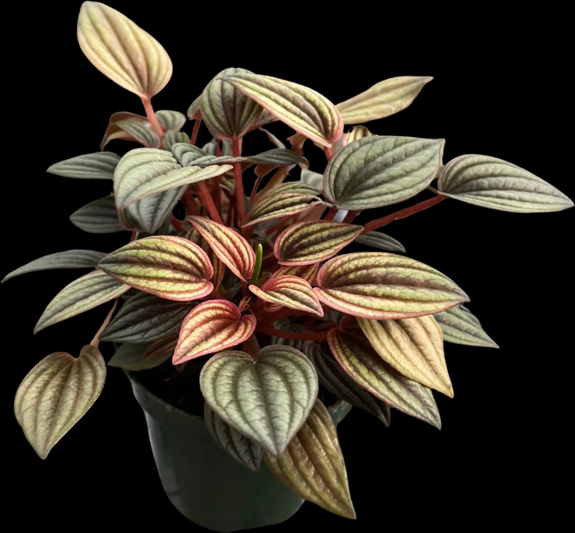 PEPEROMIA CAPERATA LIMA