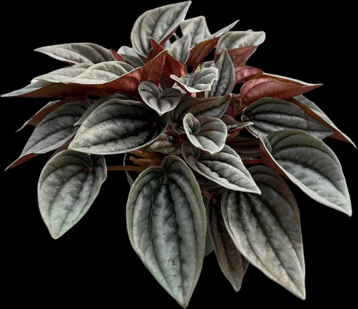 PEPEROMIA CAPERATA MENDOZA