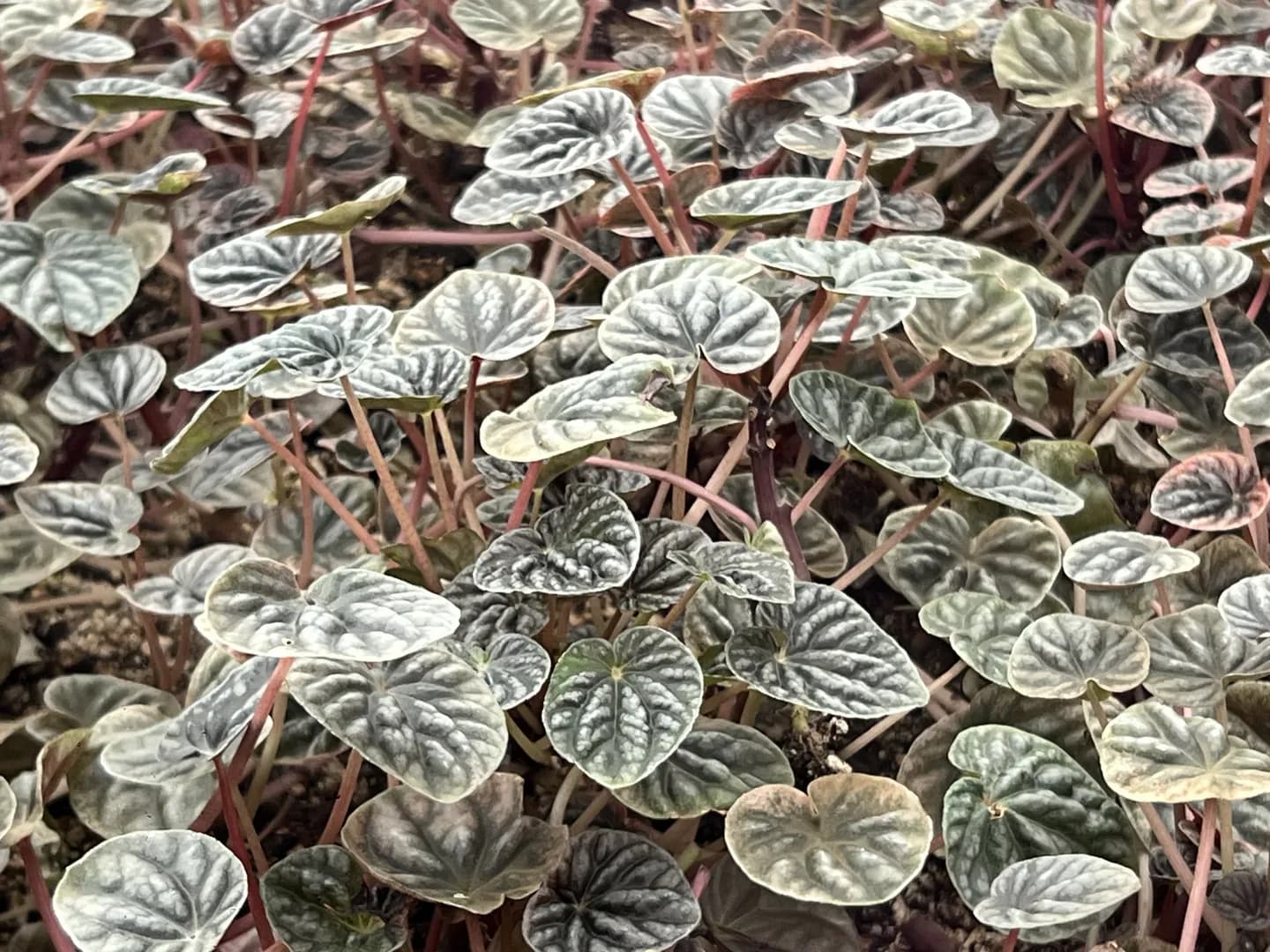 PEPEROMIA GRAY LUNA