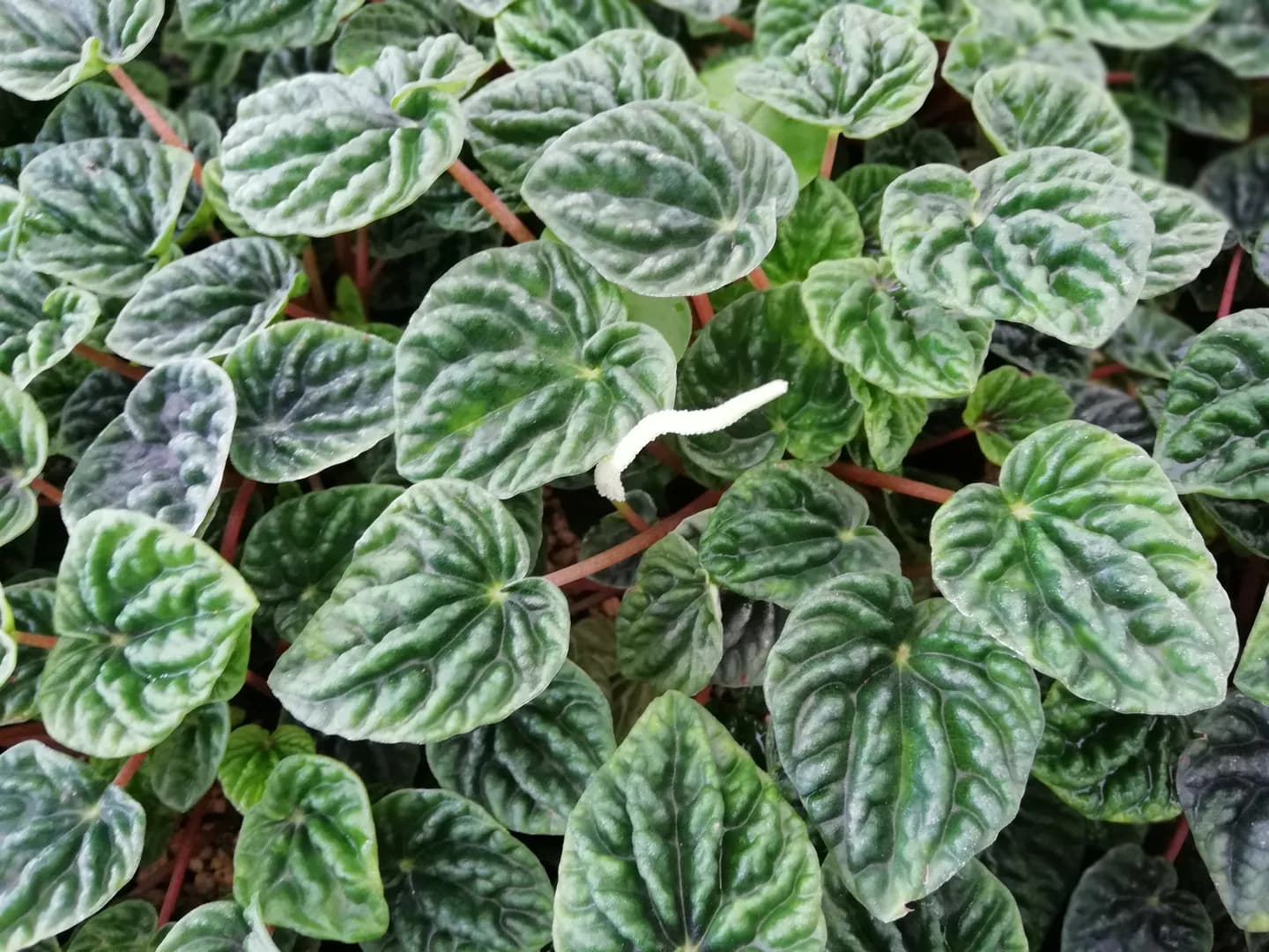 PEPEROMIA CAPERATA EMERALD GREEN PLANTLETS
