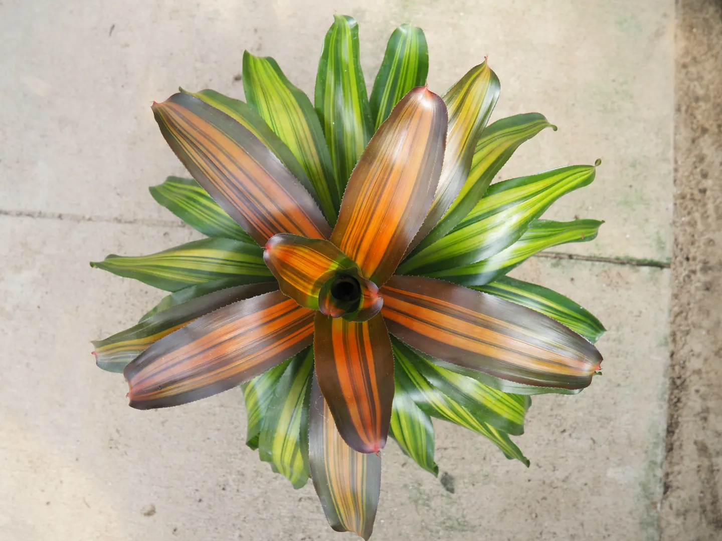 BROMELIAD NEOREGELIA FREDDY