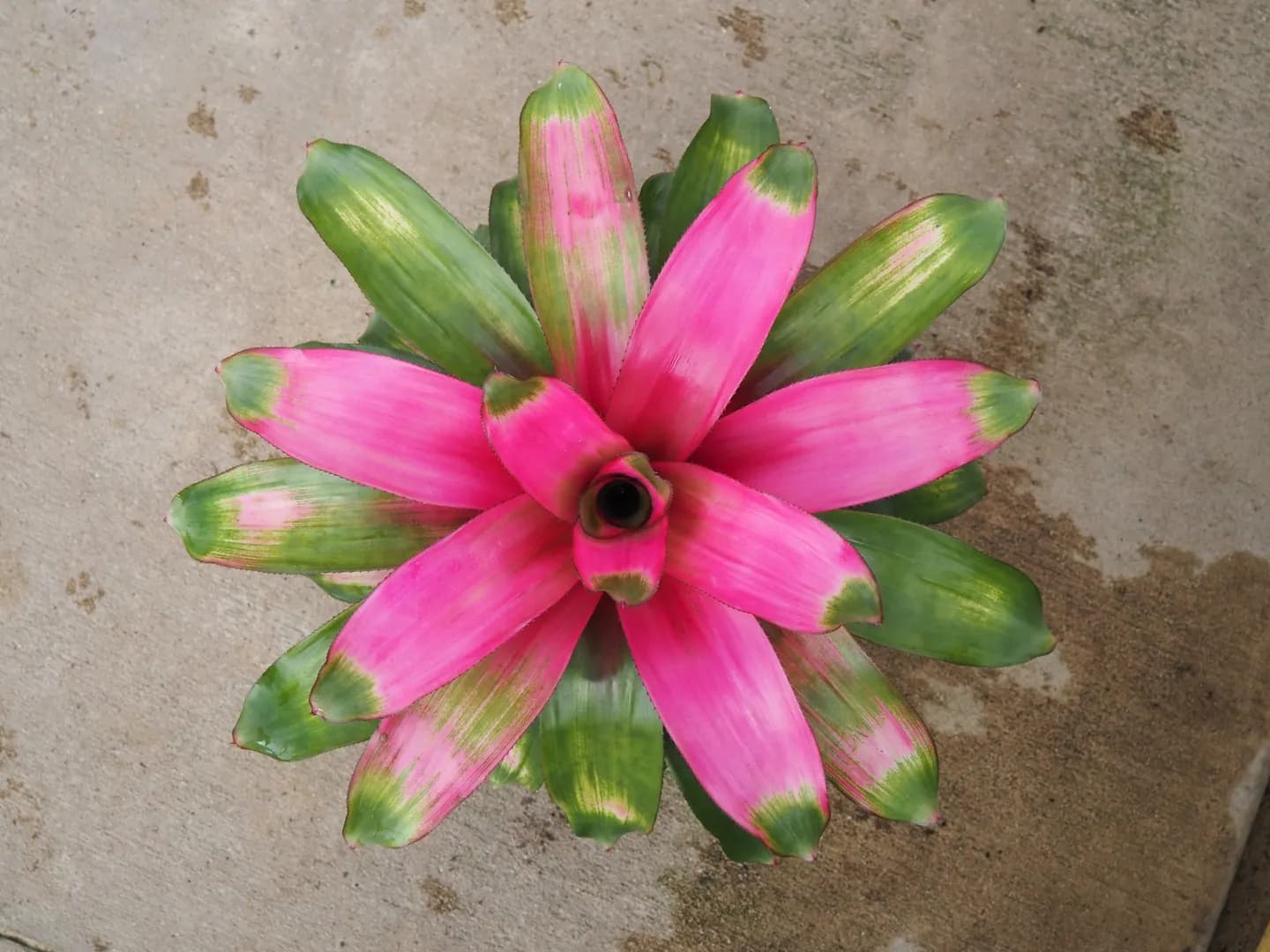 BROMELIAD NEOREGELIA DONNA