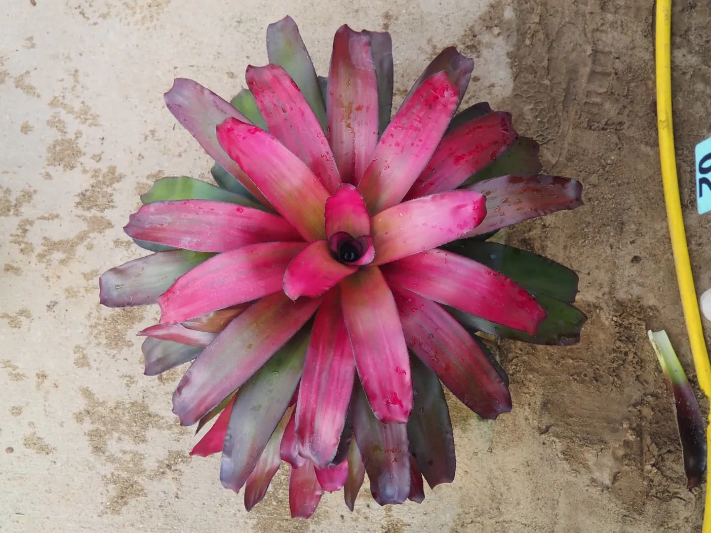 BROMELIAD NEOREGELIA VOODOO