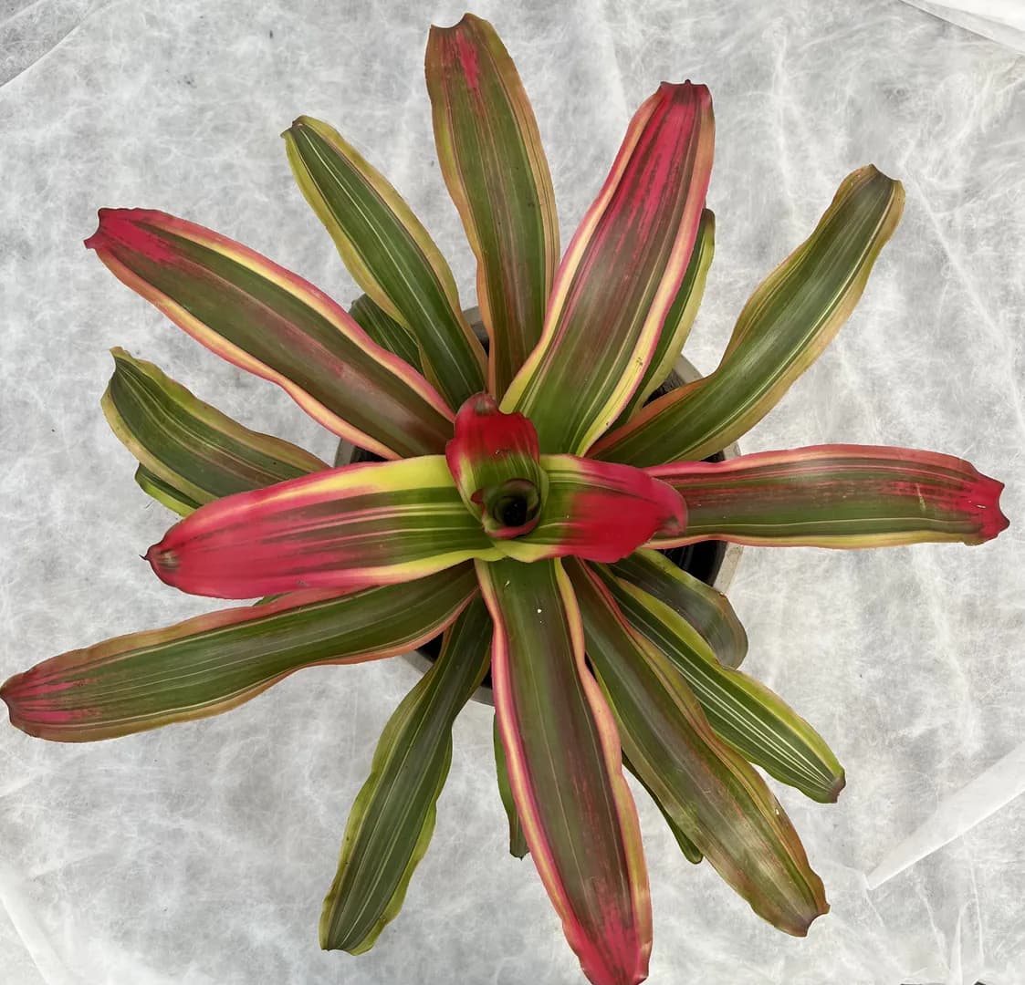 BROMELIAD NEOREGELIA SERENDIPITY