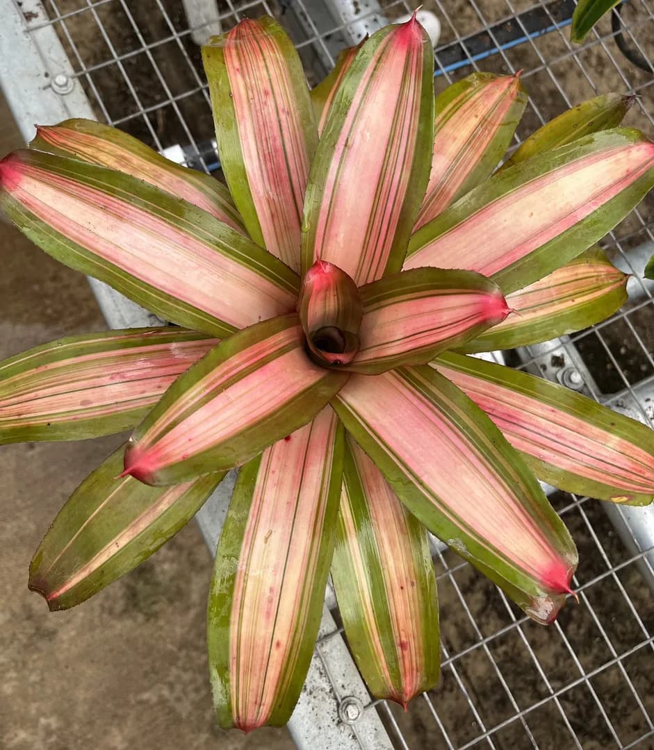 BROMELIAD NEOREGELIA TRICOLOR PERFECTA