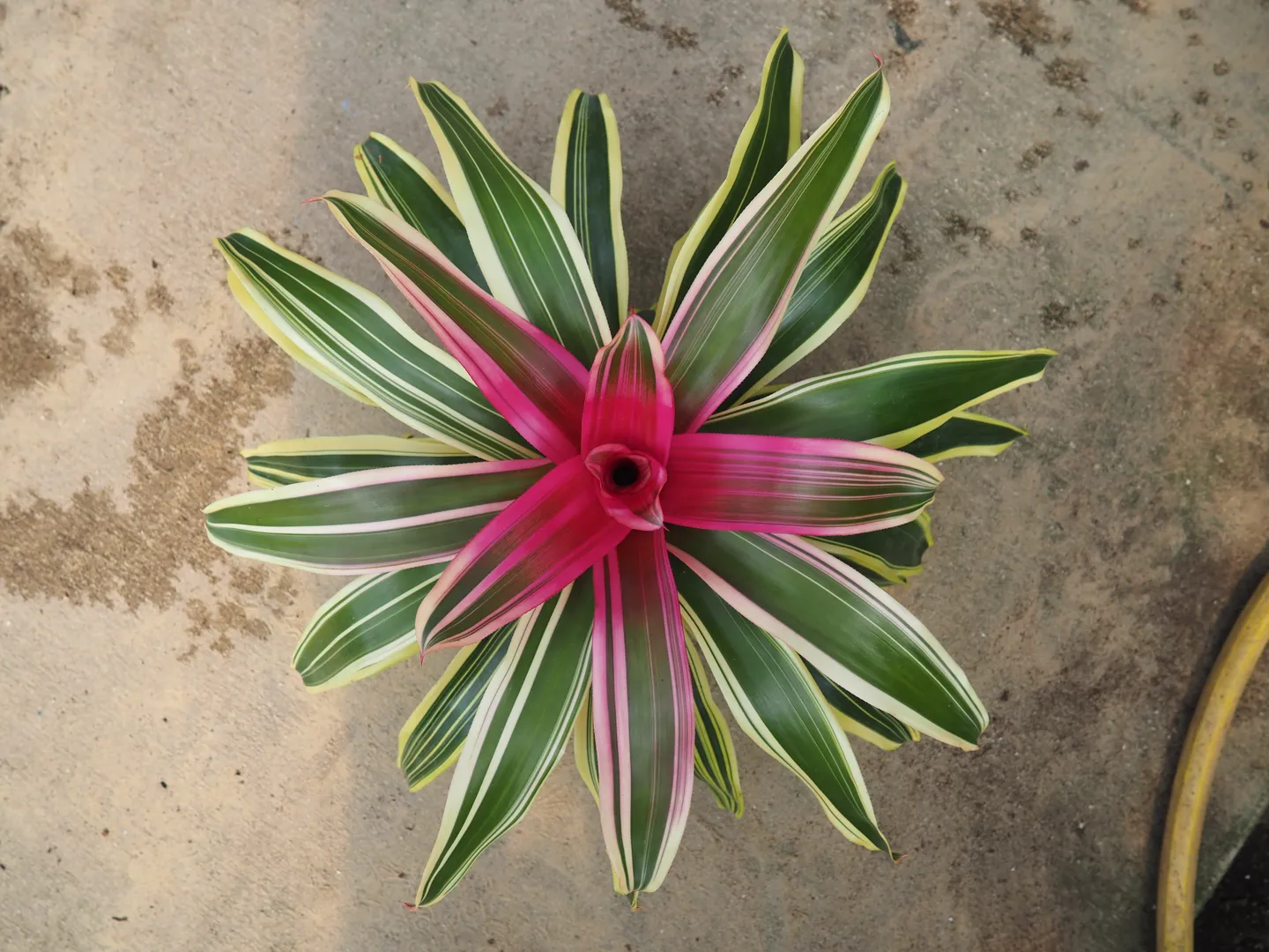 BROMELIAD NEOREGELIA FRANCA