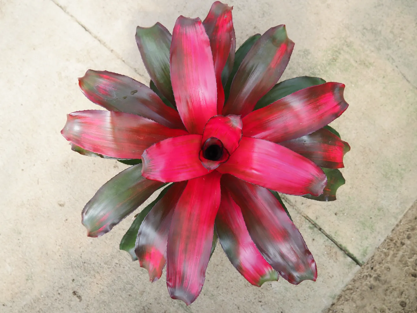 BROMELIAD NEOREGELIA PUPPY LOVE