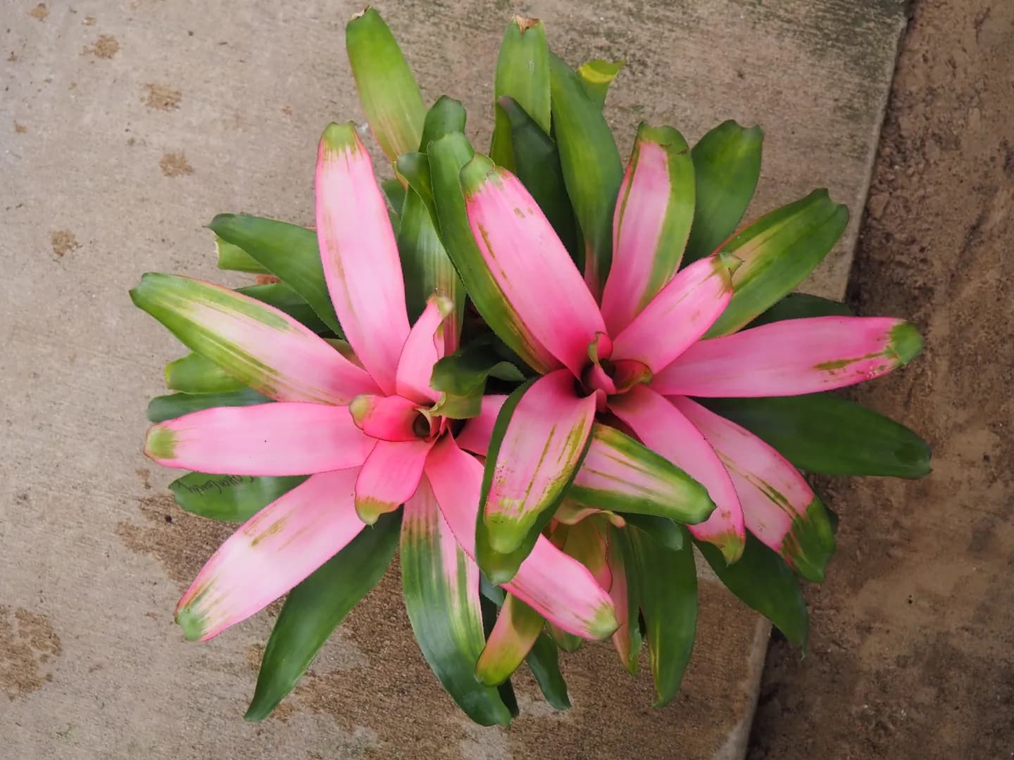 BROMELIAD NEOREGELIA COTTON CANDY
