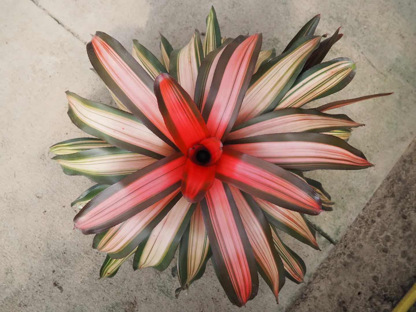 BROMELIAD NEOREGELIA FANCY