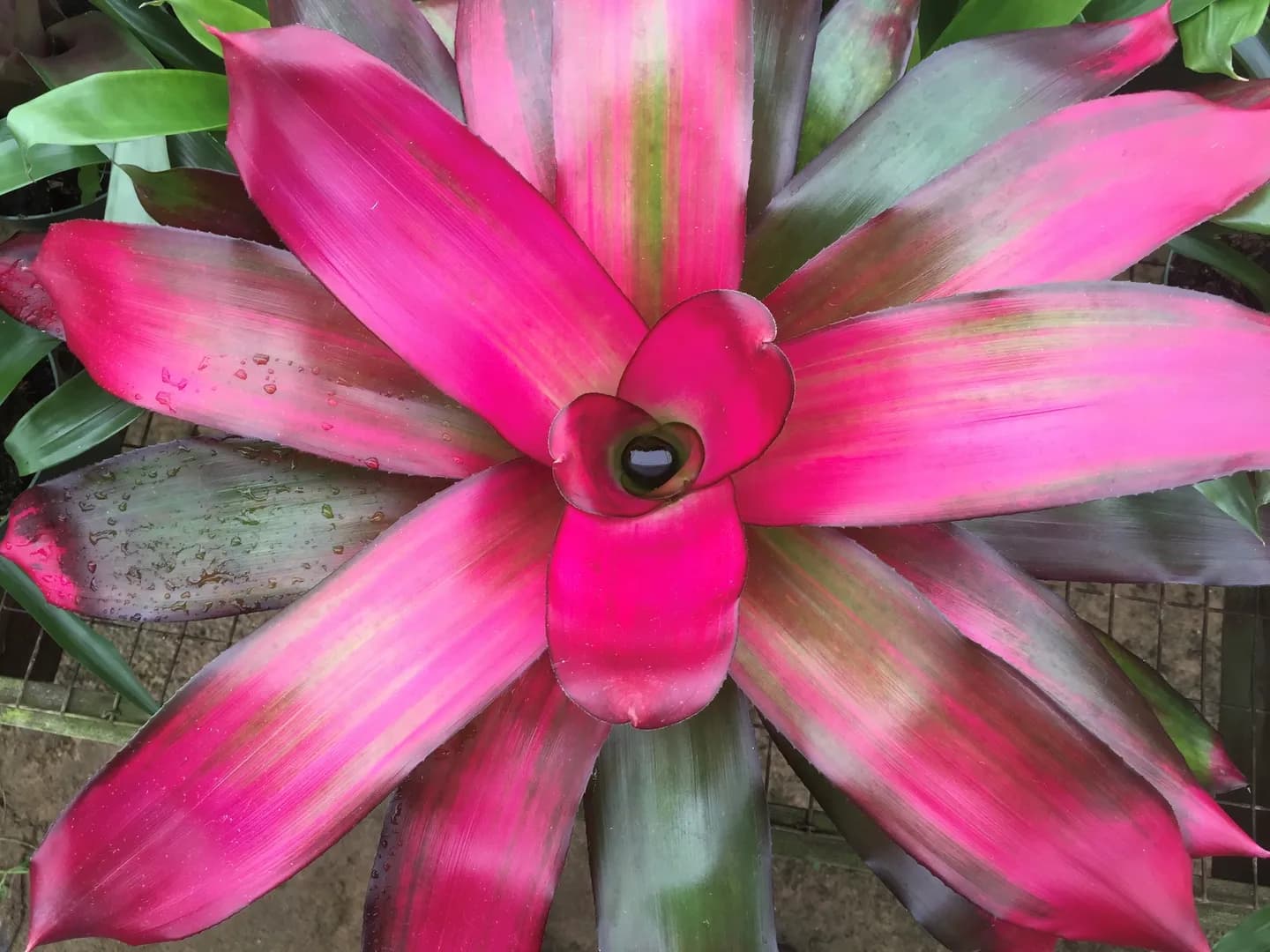 BROMELIAD NEOREGELIA CRIMSON