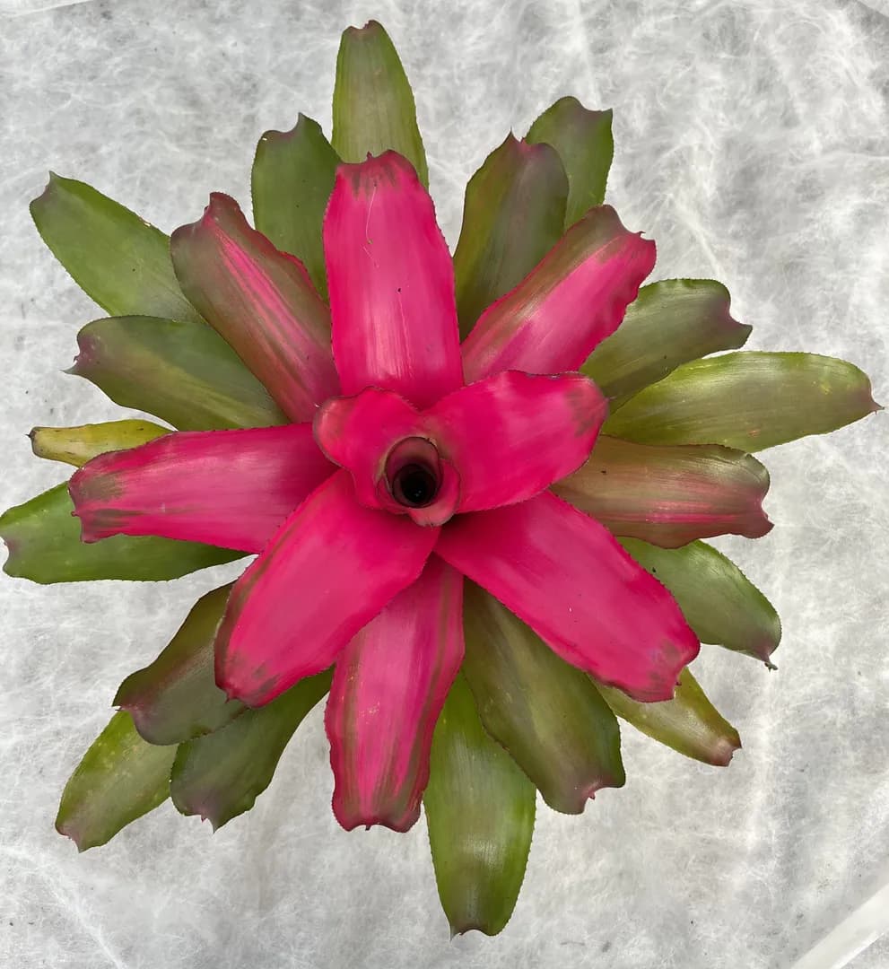 BROMELIAD NEOREGELIA LILA