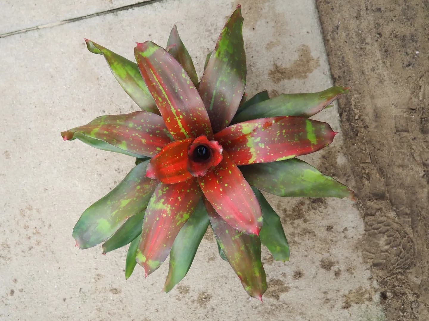 BROMELIAD NEOREGELIA TREASURE ROYAL