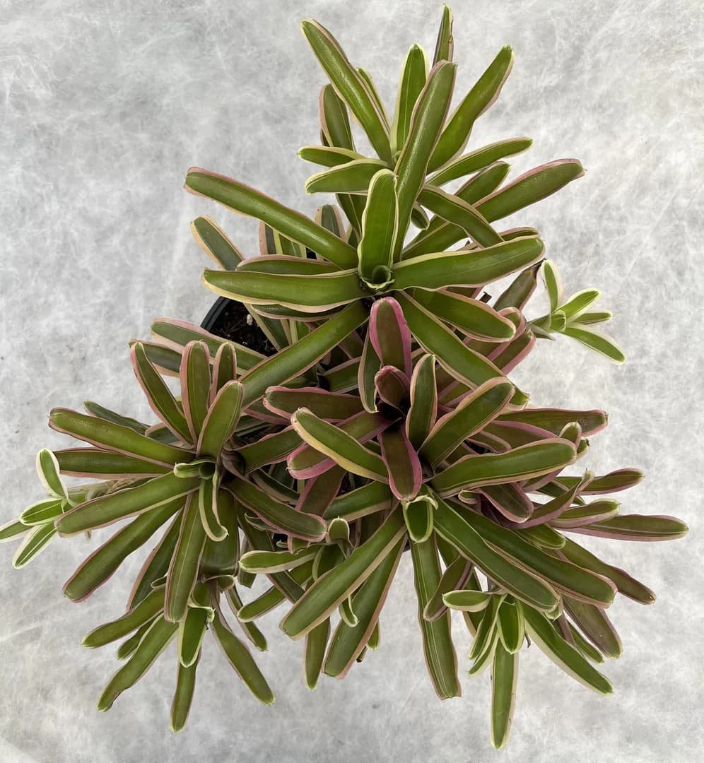 BROMELIAD NEOREGELIA DONGER