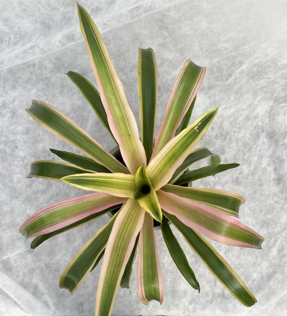 BROMELIAD AECHMEA MEND