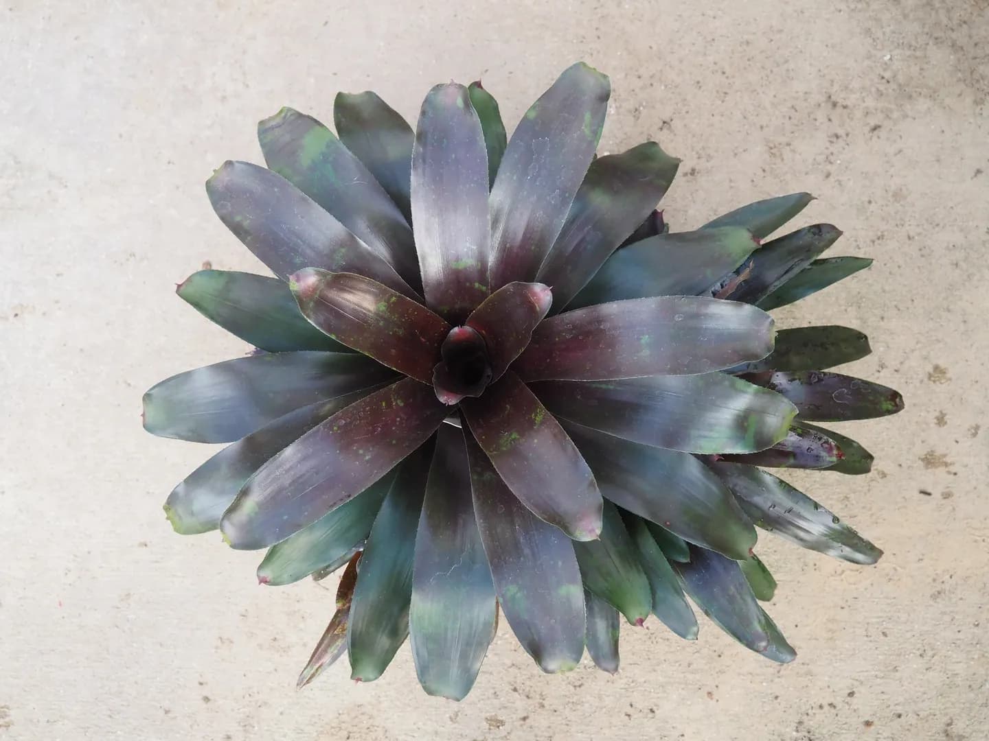 BROMELIAD NEOREGELIA ROYAL BURGUNDY