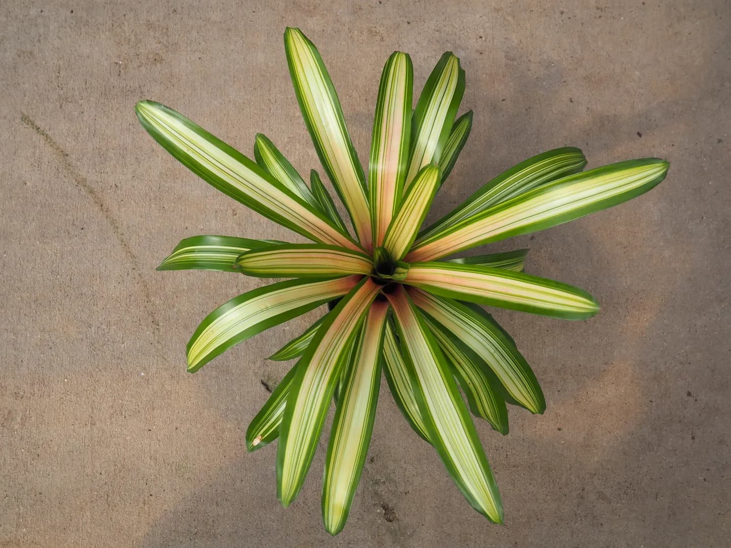 BROMELIAD NEOREGELIA MARTIN