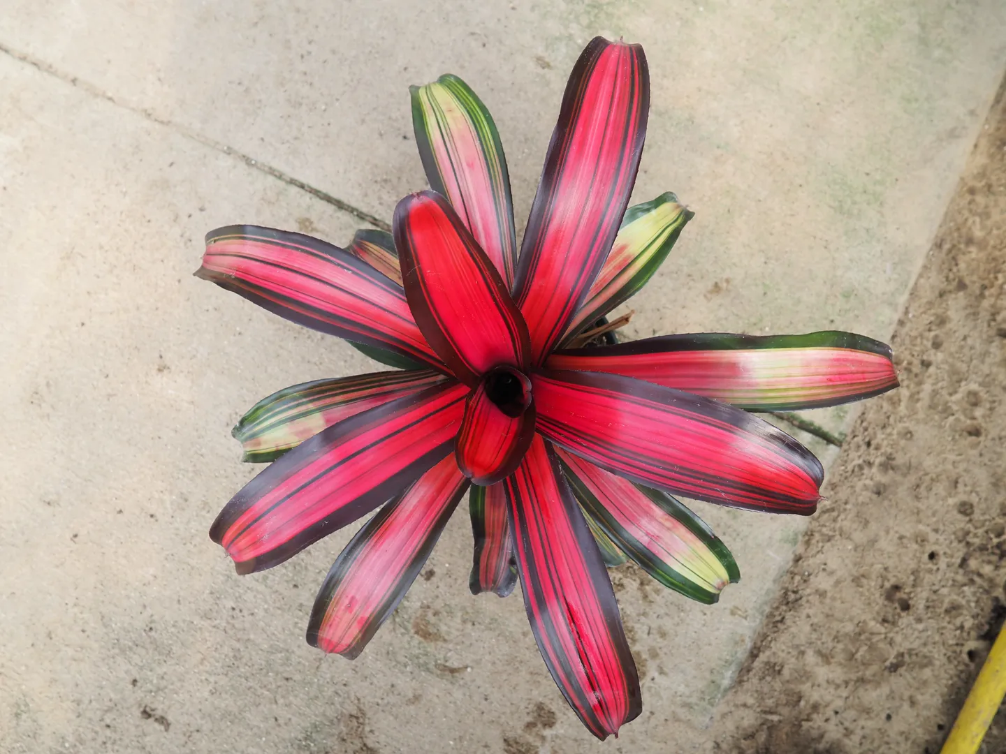 BROMELIAD NEOREGELIA BORDEAUX