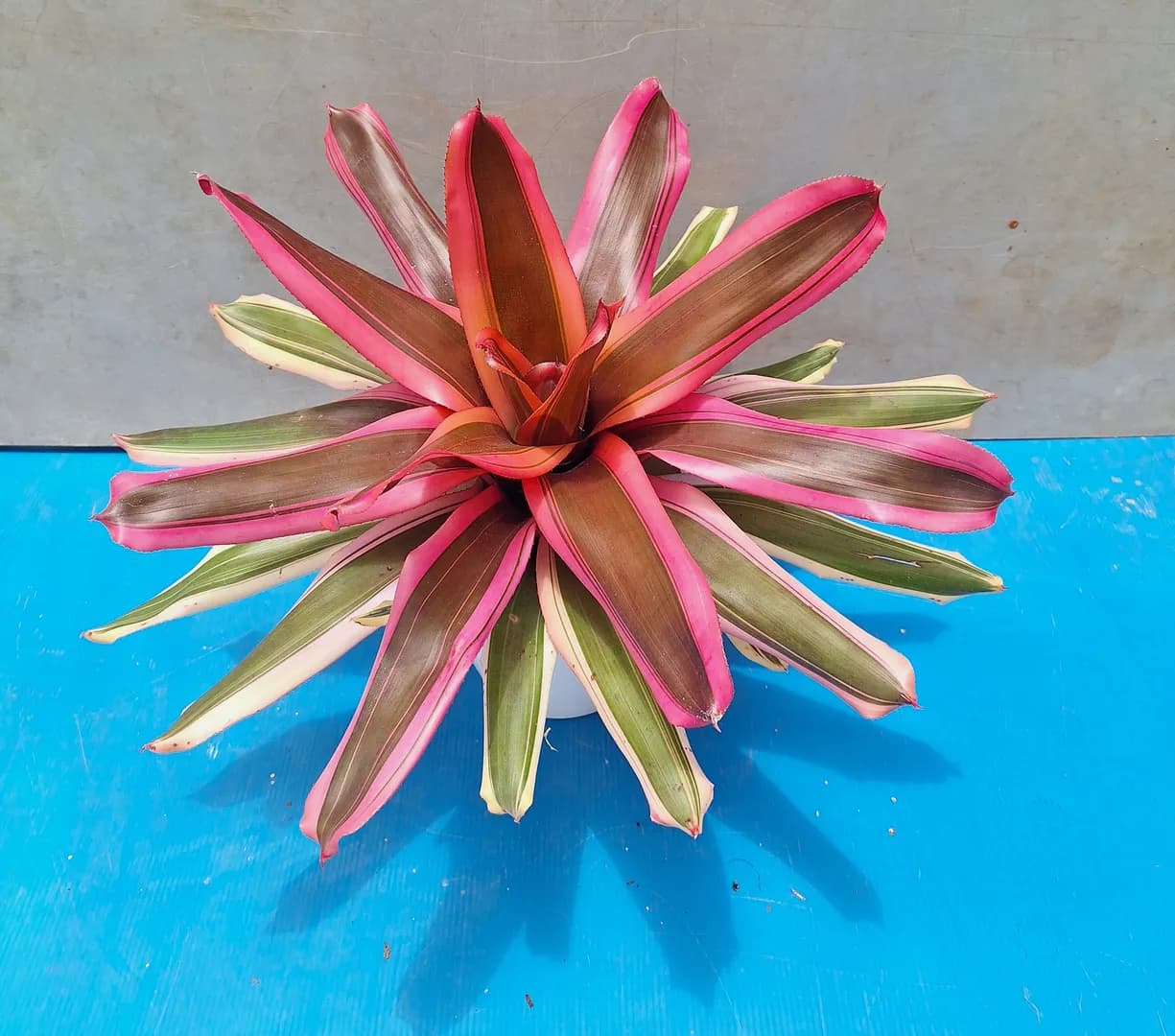 BROMELIAD NEOREGELIA ROSE