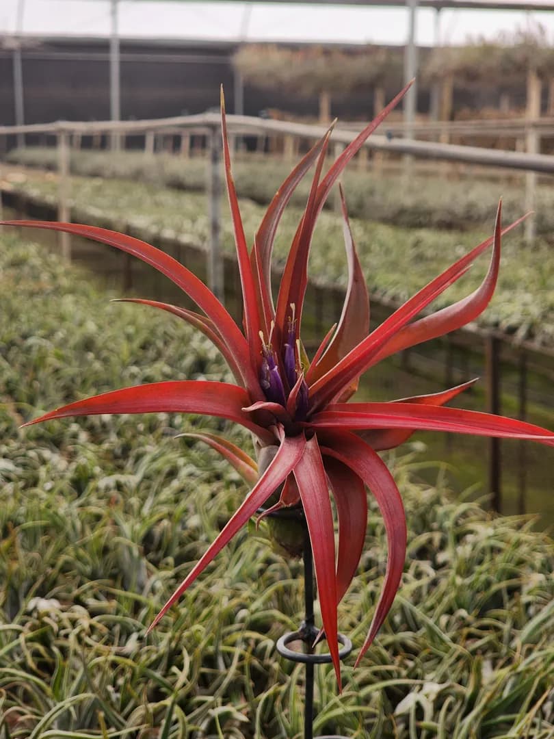 TILLANDSIA BRACHYCAULOS MULTIFLORA