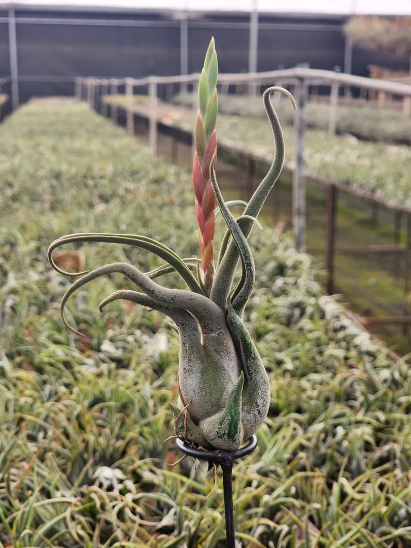 TILLANDSIA CAPUT MEDUSAE