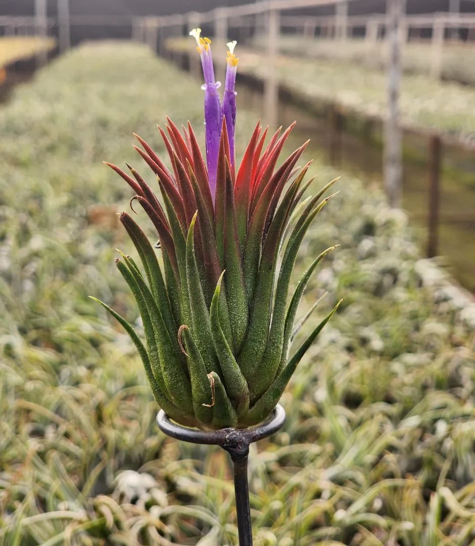 TILLANDSIA IONANTHA RUBRA
