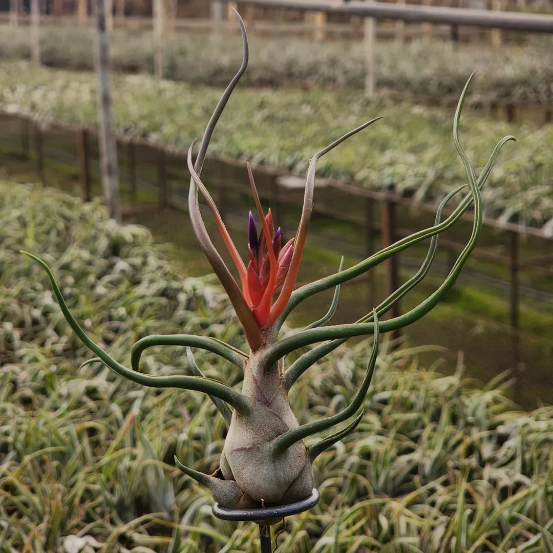 TILLANDSIA BULBOSA