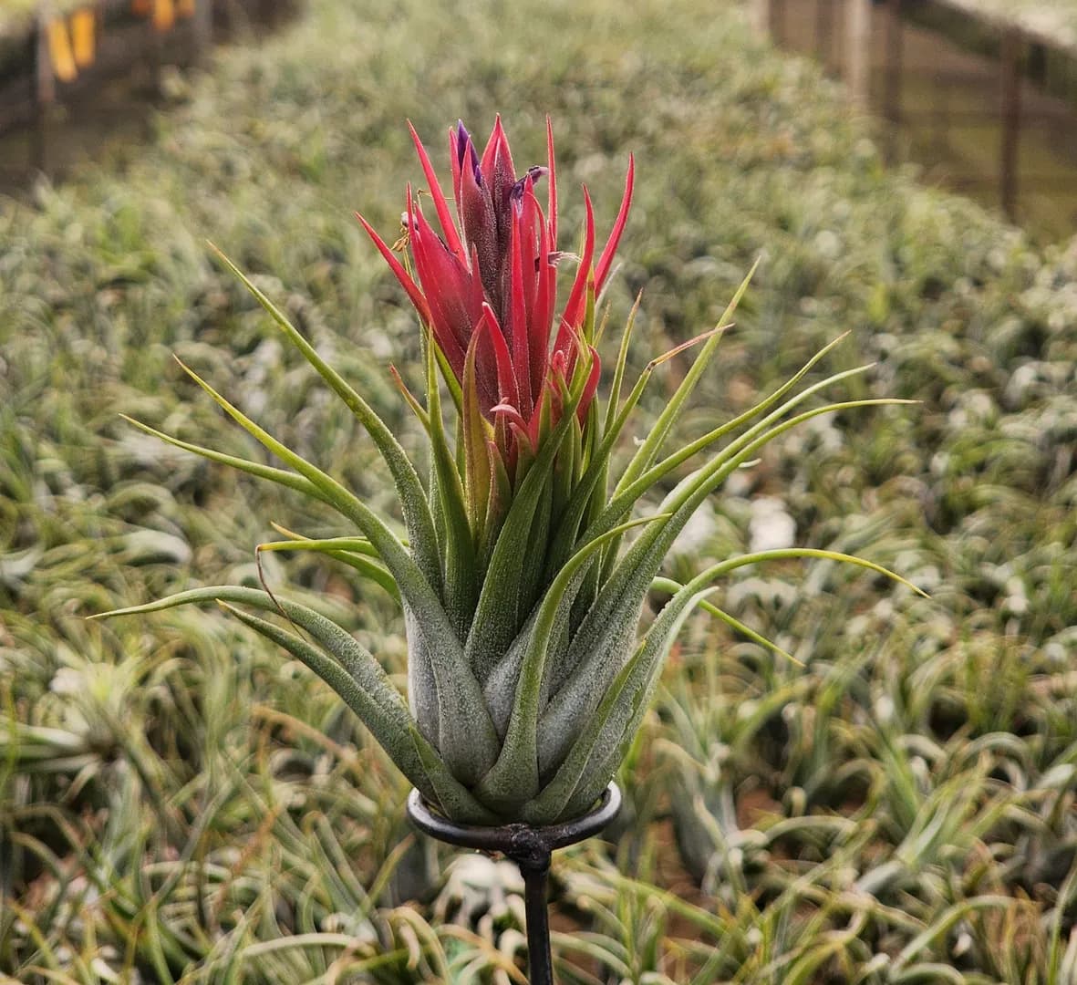 TILLANDSIA IONANTHA SCAPOSA