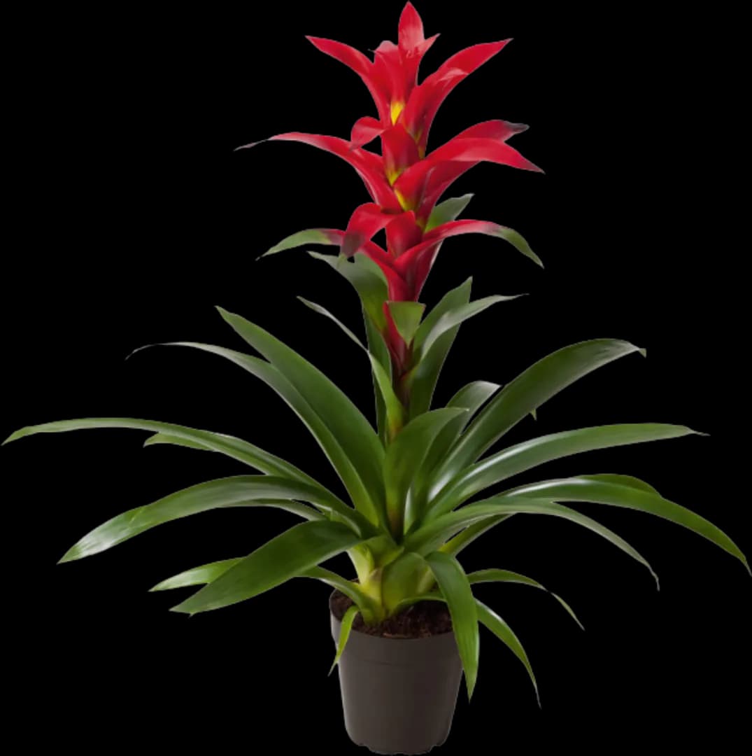 BROM GUZMANIA ROSTARA
