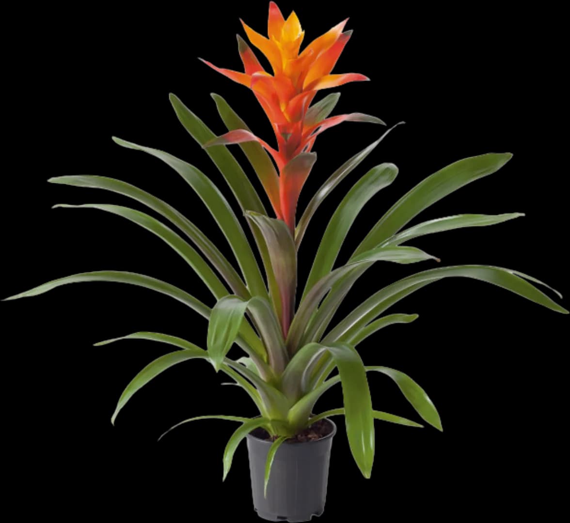 BROM GUZMANIA VARIADA