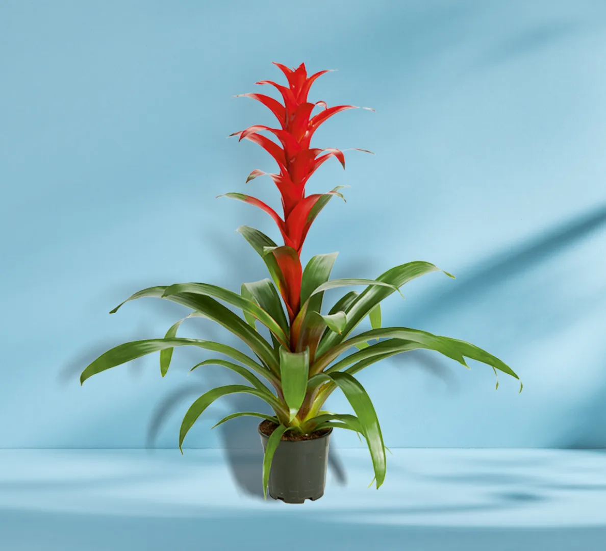 BROM GUZMANIA ALLURA
