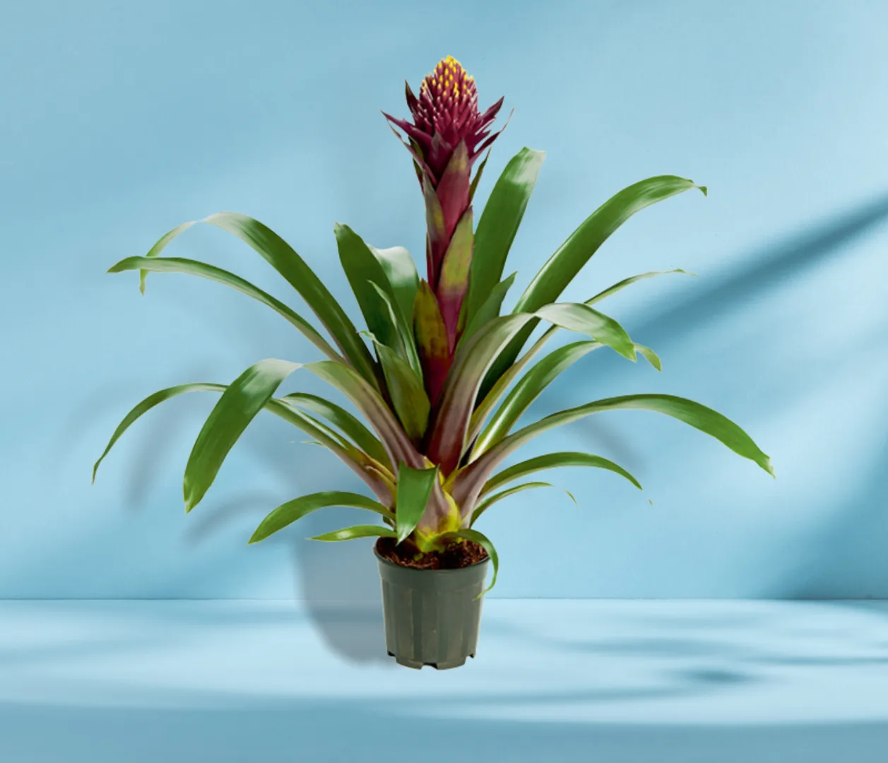 BROM GUZMANIA ACE